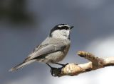 Mountain Chickadee