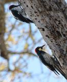 Acorn Woodpecker