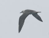 Long-tailed Jaeger