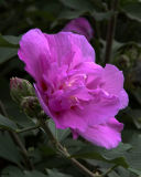 Rose of Sharon