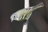 Blue-headed Vireo