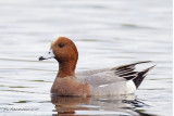 Eurasian Wigeon