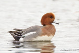 Eurasian Wigeon