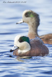 American Wigeon white cheek morph.