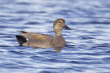 Gadwall 