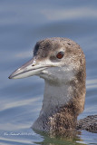 Common Loon