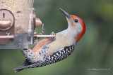 Red-bellied Woodpecker, showing its red belly.