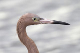 Reddish Egret