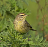 Palm Warbler