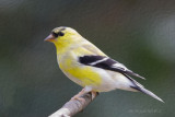 American Goldfinch ,PS6 oil painting filter.