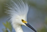 Snowy Egret,Merritt Island,Fl.