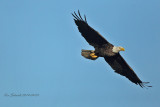 American Bald Eagle