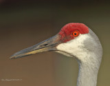 Sandhill Crane