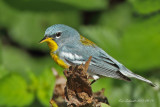 Northern Parula