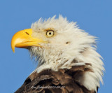 Bald Eagle , taken in Florida in the wild.