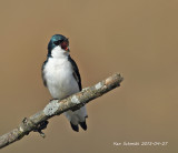 Tree Swallow singing