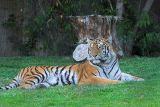 Tiger at slow shutter speed