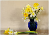 20130415_031_Daffodil copy.jpg