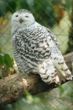 Harfang des neiges - Snowy Owl - Bubo scandiacus