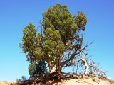 Solitary tree