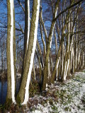 Snowy tree trunks