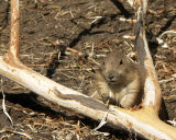 The Prarie Dog