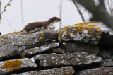 Least Weasel / Mustela nivalis / Vessla