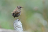 Wren / Troglodytes troglodytes / Grdsmyg