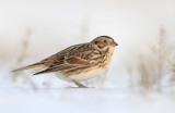 Lapland Bunting