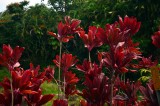Beautiful flowers in abundance in the rain forest