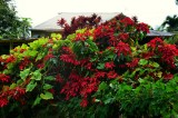 A huge Poinsettia Bush