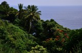 Lush rain forest vegetation