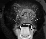 Bear Roaring Black and White