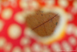 Fly agaric <BR>(Amanita muscaria)