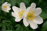 Wood anemone <BR>(Anemone nemorosa)