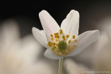 Wood anemone <BR>(Anemone nemorosa)