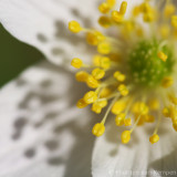 Wood anemone <BR>(Anemone nemorosa)