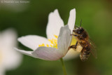 Honey bee <BR>(Apis mellifera)