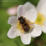 Honey bee <BR>(Apis mellifera)