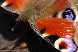 Peacock butterfly <BR>(Inachis io)
