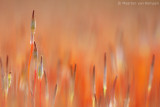 Juniper haircap <BR>(Polytrichum juniperinum)