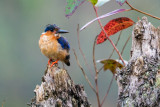 Madagascar Kingfisher (Alcedo vintsioides),Perinet