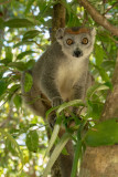 Crowned lemur, female (Eulemur coronatus), Palmarium Reservat