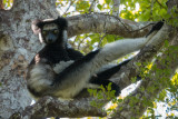Indri, Palmarium Reservat