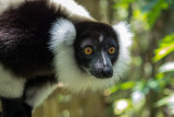 Gallery: Lemurs of Madagaskar