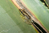 Pandanus frog, Perinet