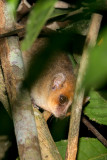 Mouse lemur, Perinet