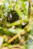 Bamboo lemur