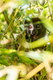 Bamboo lemur, Perinet