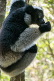 Indri, Perinet